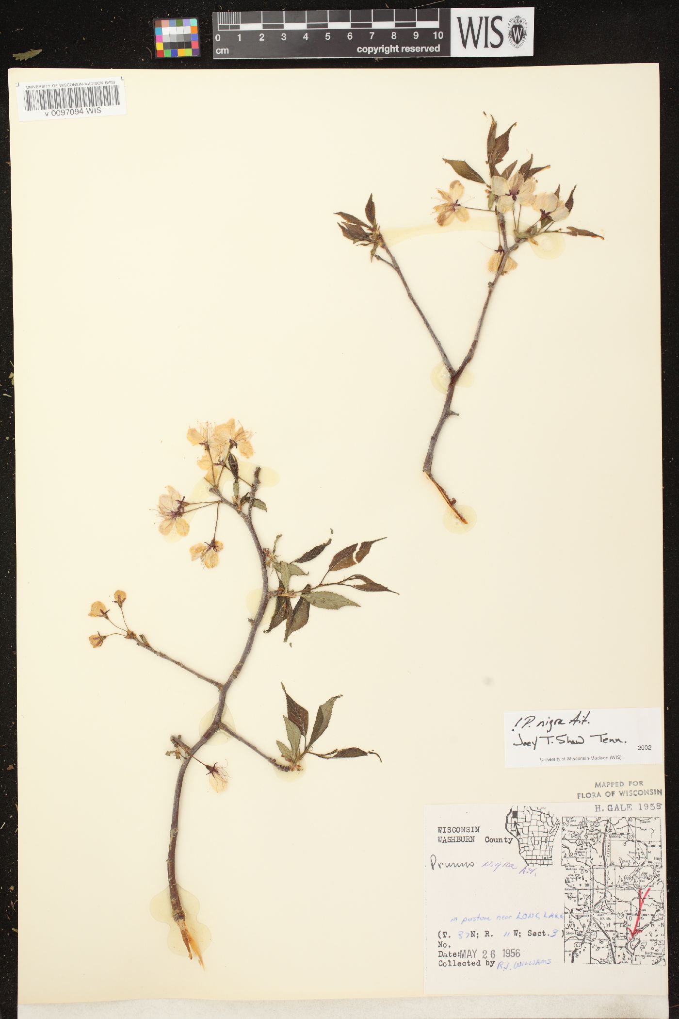 Prunus nigra image