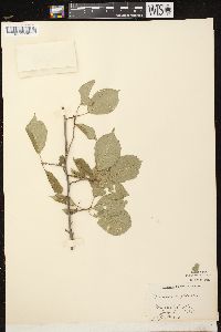 Prunus nigra image