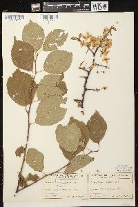 Prunus nigra image