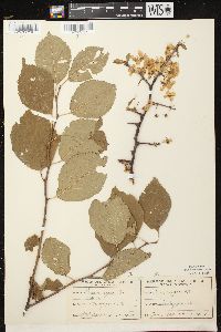 Prunus nigra image