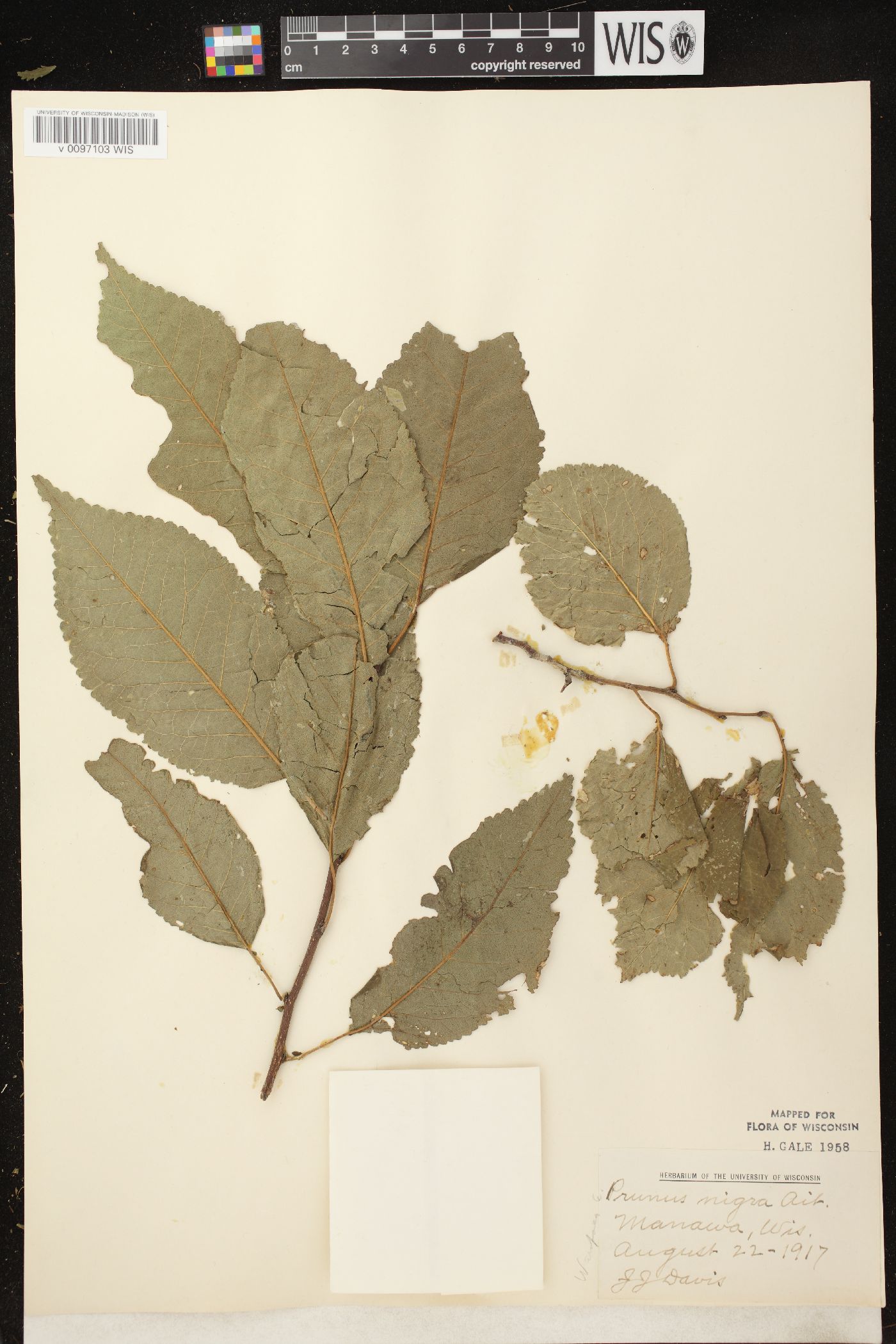 Prunus nigra image