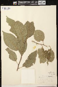 Prunus nigra image