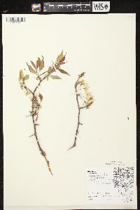 Prunus nigra image