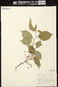 Prunus nigra image