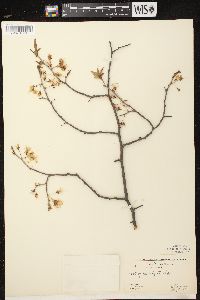 Prunus nigra image