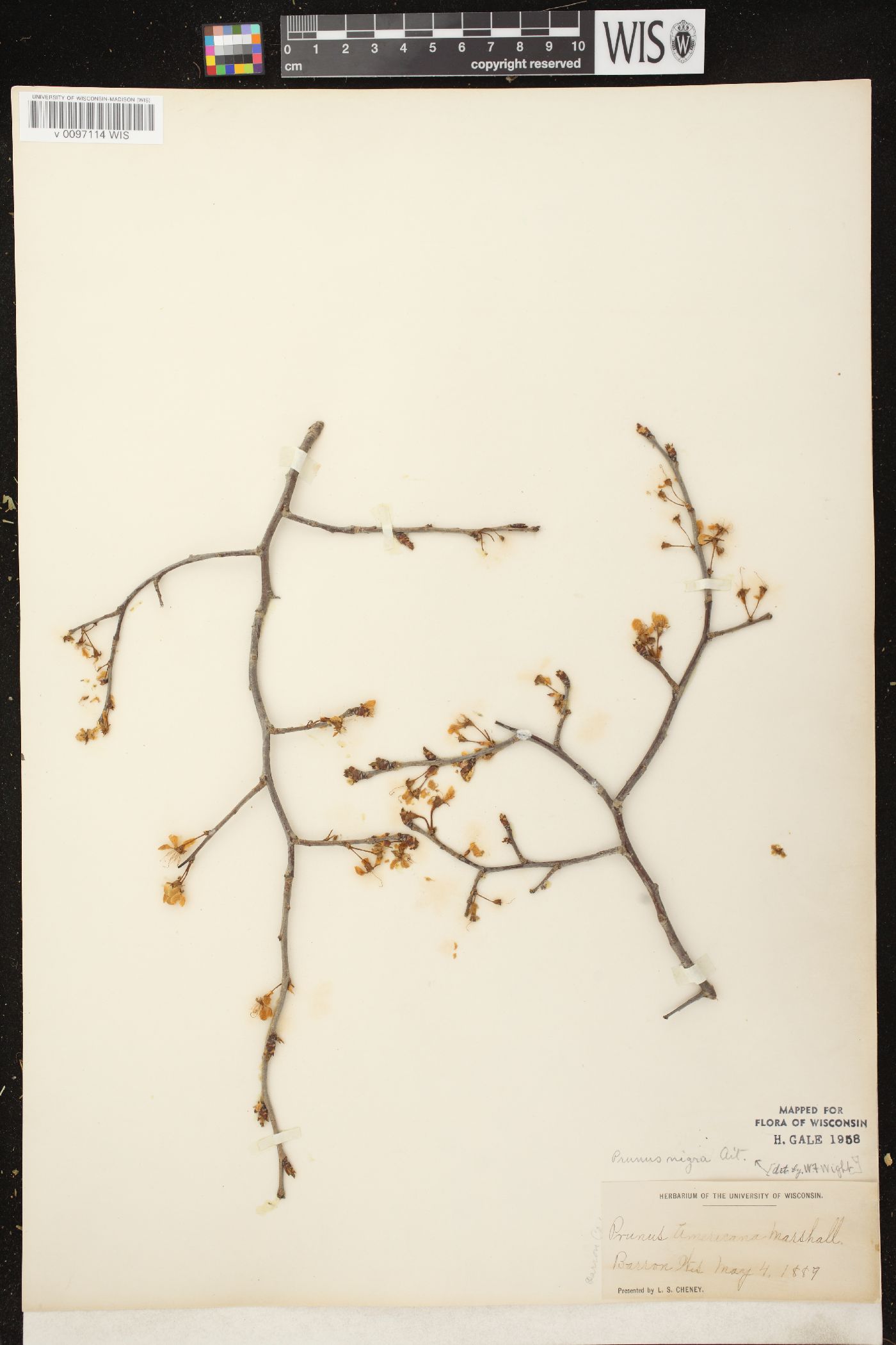 Prunus nigra image