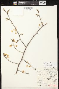 Prunus nigra image