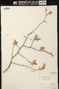 Prunus nigra image