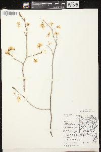 Prunus nigra image