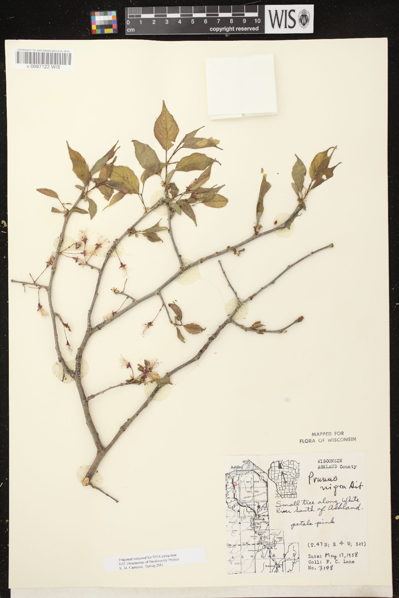 Prunus nigra image