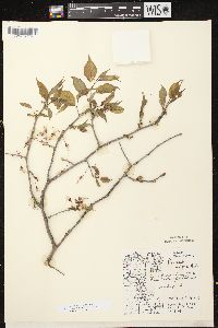 Prunus nigra image