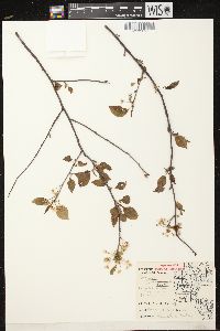 Prunus pensylvanica image