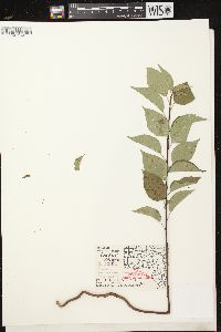 Prunus nigra image