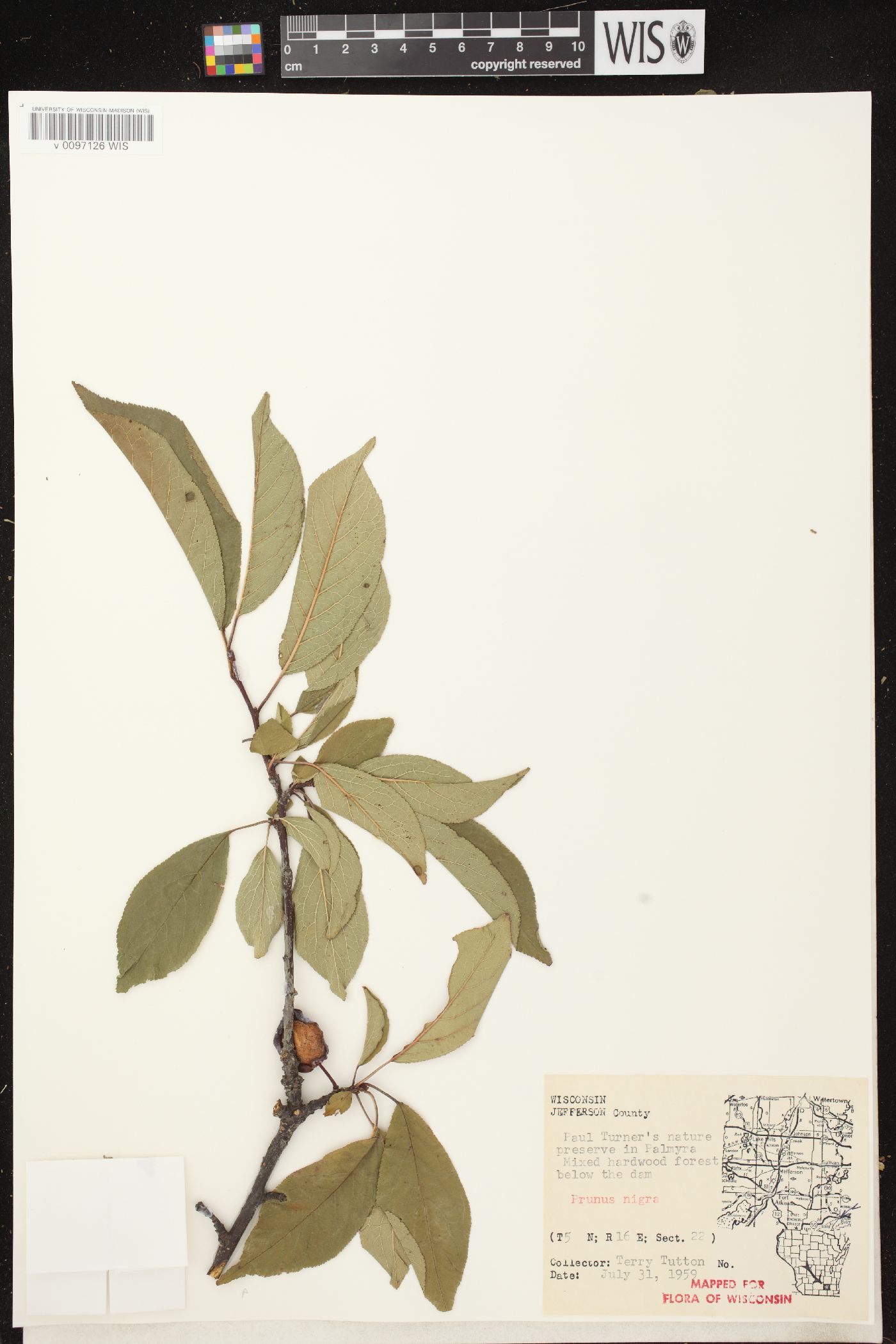 Prunus nigra image