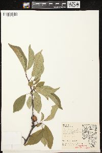 Prunus nigra image