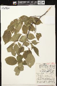 Prunus nigra image