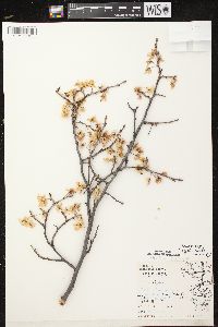 Prunus nigra image