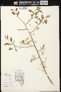 Prunus nigra image