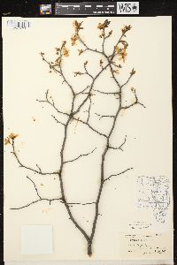 Prunus nigra image