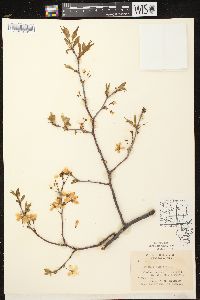 Prunus nigra image