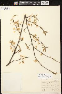 Prunus nigra image