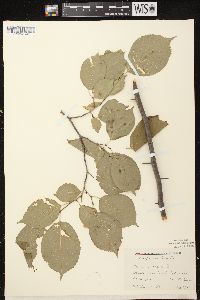 Prunus nigra image