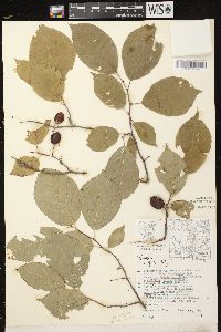 Prunus nigra image