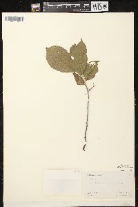 Prunus nigra image