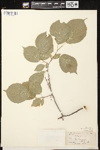 Prunus nigra image