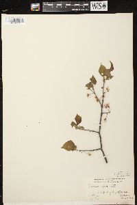 Prunus nigra image