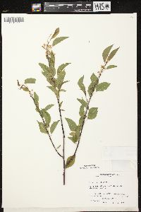 Prunus pensylvanica image