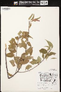 Prunus pensylvanica image