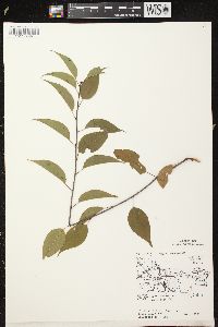 Prunus pensylvanica image