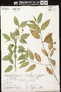 Prunus pensylvanica image