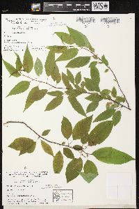 Prunus pensylvanica image