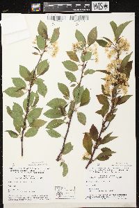 Prunus pensylvanica image