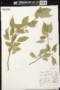 Prunus pensylvanica image