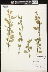 Prunus pensylvanica image