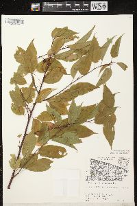 Prunus pensylvanica image