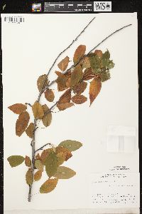 Prunus pensylvanica image