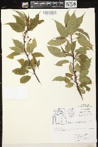 Prunus pensylvanica image