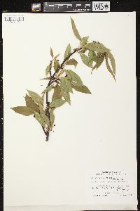 Prunus pensylvanica image