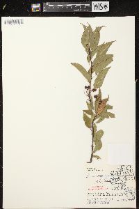 Prunus pensylvanica image