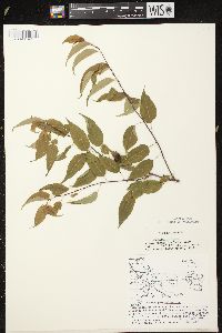 Prunus pensylvanica image