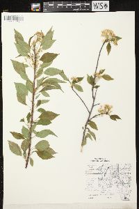 Prunus pensylvanica image