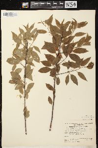 Prunus pensylvanica image