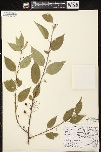 Prunus pensylvanica image