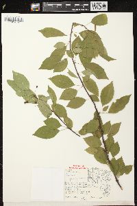 Prunus pensylvanica image