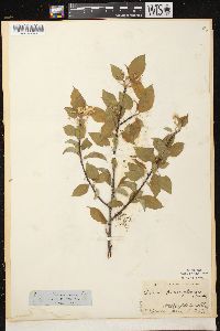 Prunus pensylvanica image