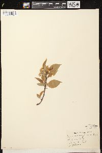 Prunus pensylvanica image